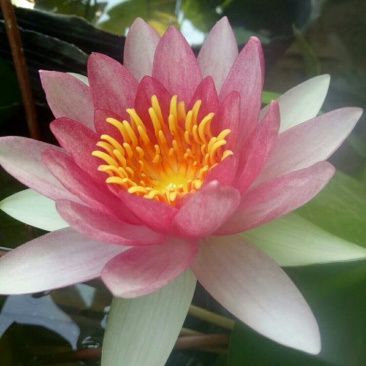 睡莲水生植物湿地滩涂湖泊河流绿化工程苗