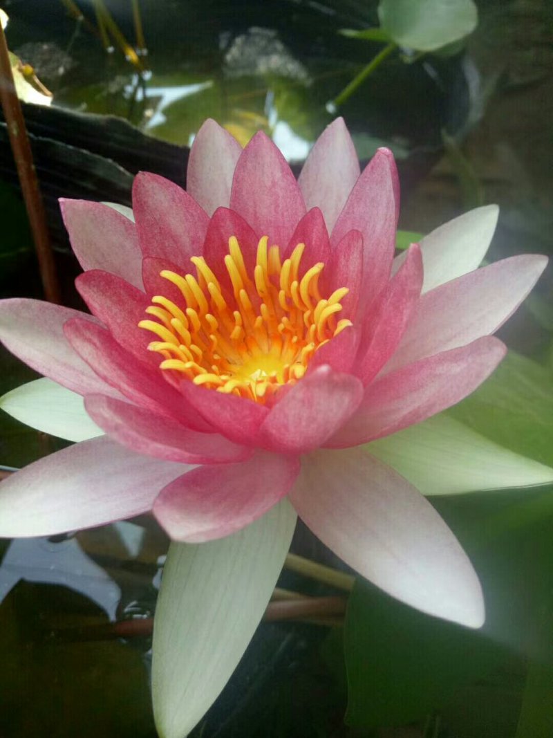 睡莲水生植物湿地滩涂湖泊河流绿化工程苗
