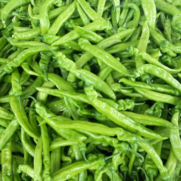 秋季冷棚尖椒大量上市
