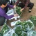 甜查理草莓苗，章姬(甜宝)红颜，妙香草莓苗，根细发达