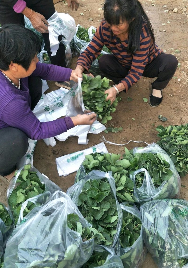 甜查理草莓苗，章姬(甜宝)红颜，妙香草莓苗，根细发达