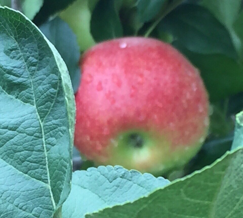 沂蒙山蒙阴苹果顺丰包邮代发