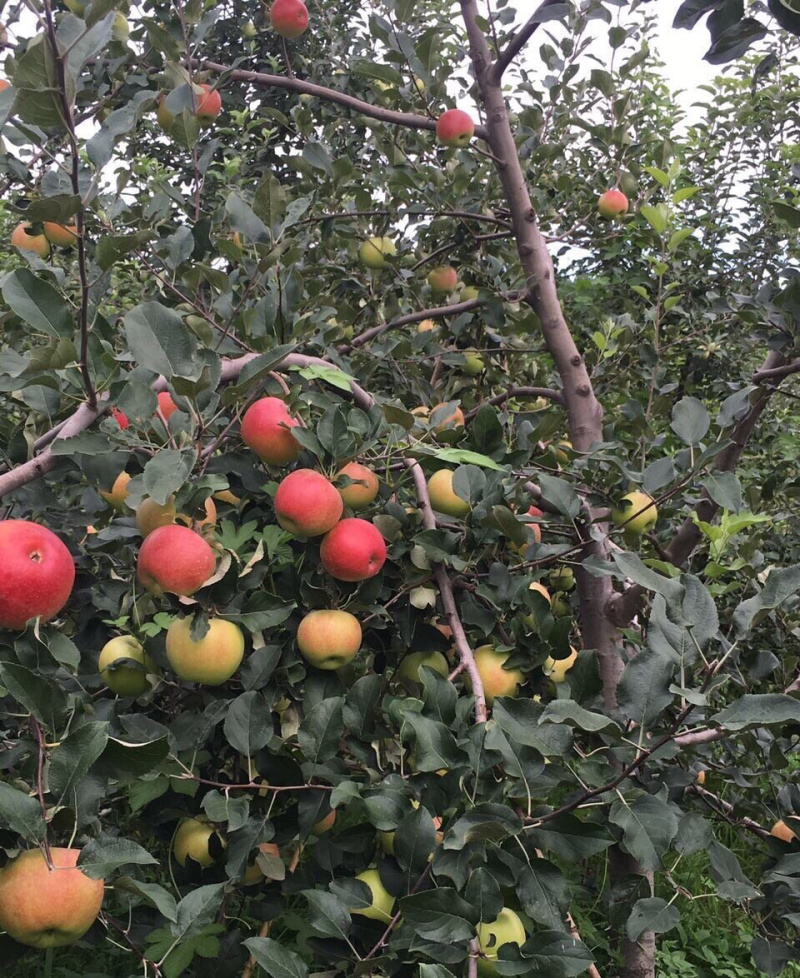 沂蒙山蒙阴苹果顺丰包邮代发
