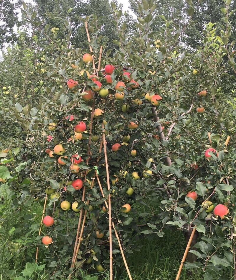 沂蒙山蒙阴苹果顺丰包邮代发