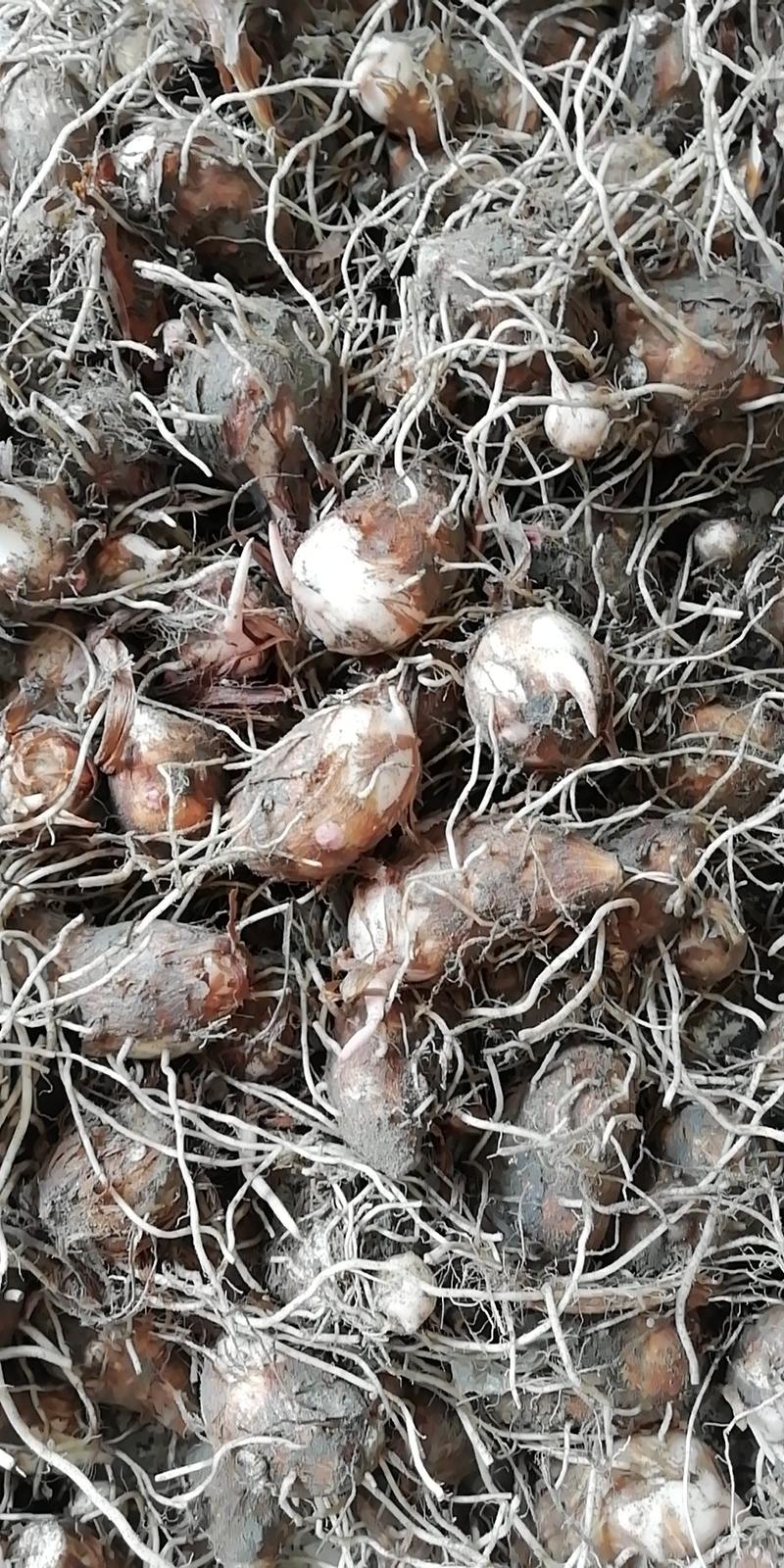 大量出售优质红芽芋，基地直接供货，欢迎老板来电