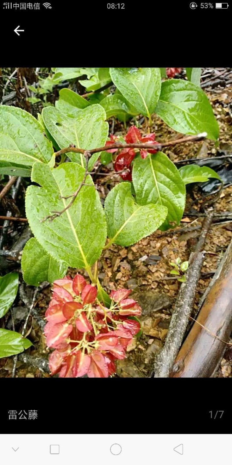 中药材雷公藤