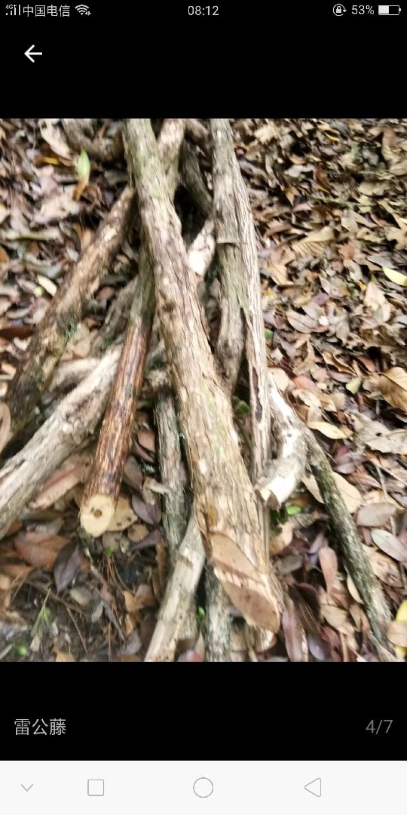 中药材雷公藤