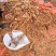 中药材雷公藤