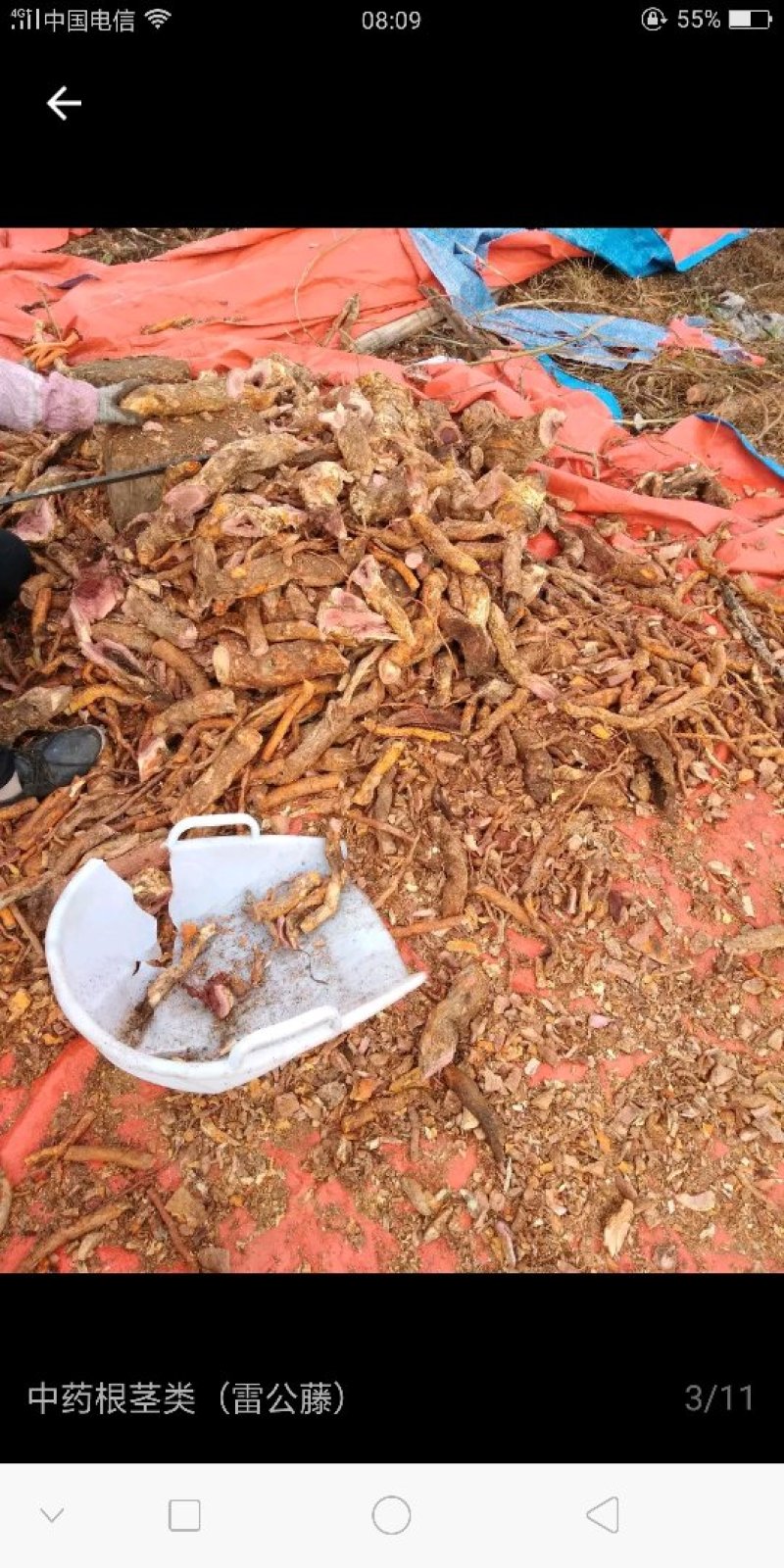 中药材雷公藤
