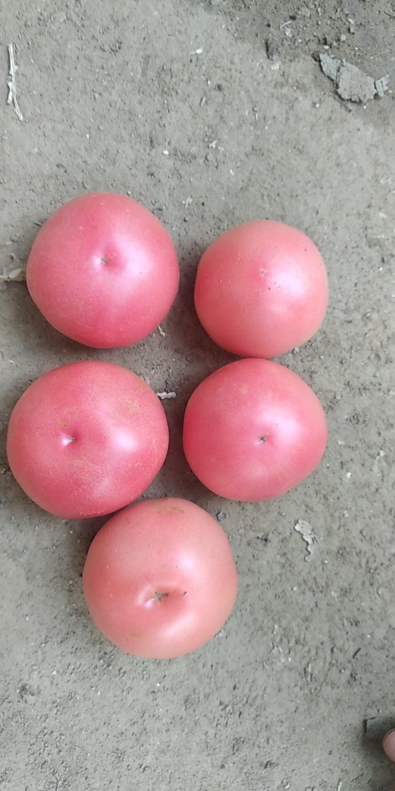 【荐】锦州大棚西红柿常年有货质量好货量充足
