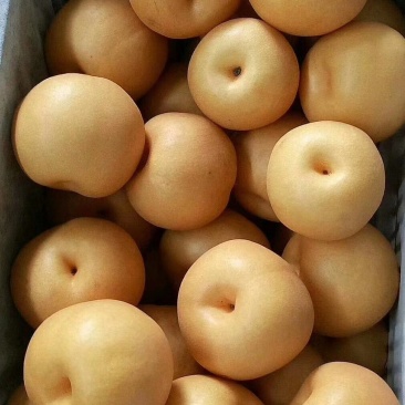 大量丰水梨
