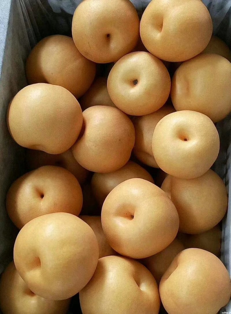 大量丰水梨