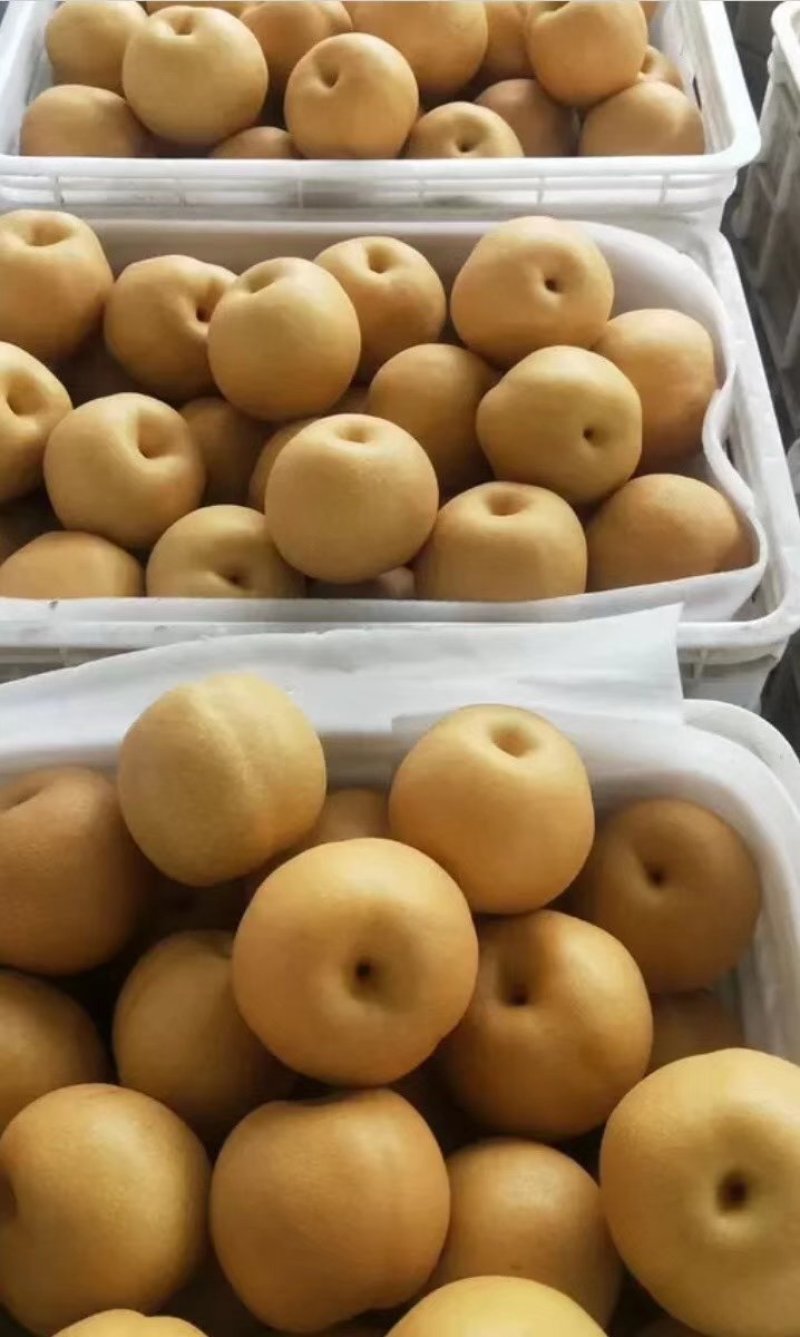 大量丰水梨
