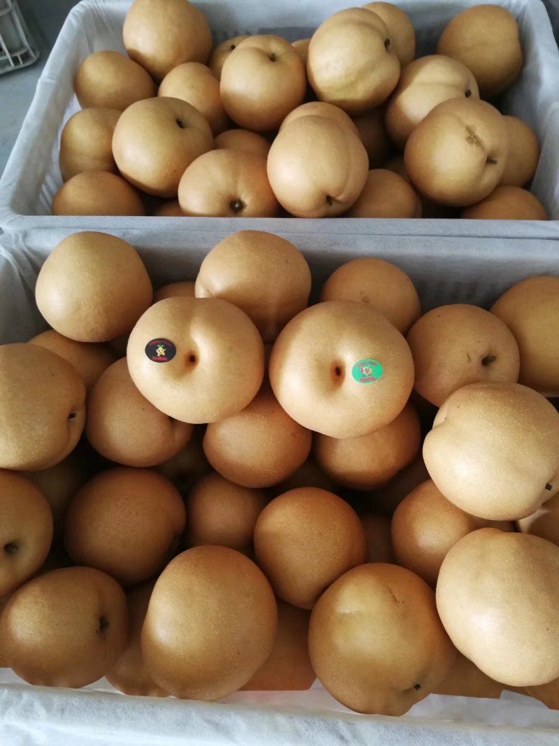大量丰水梨