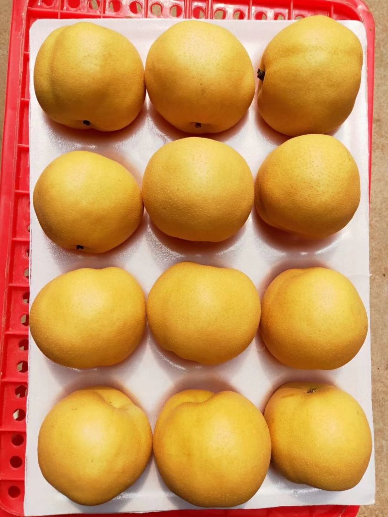 大量丰水梨