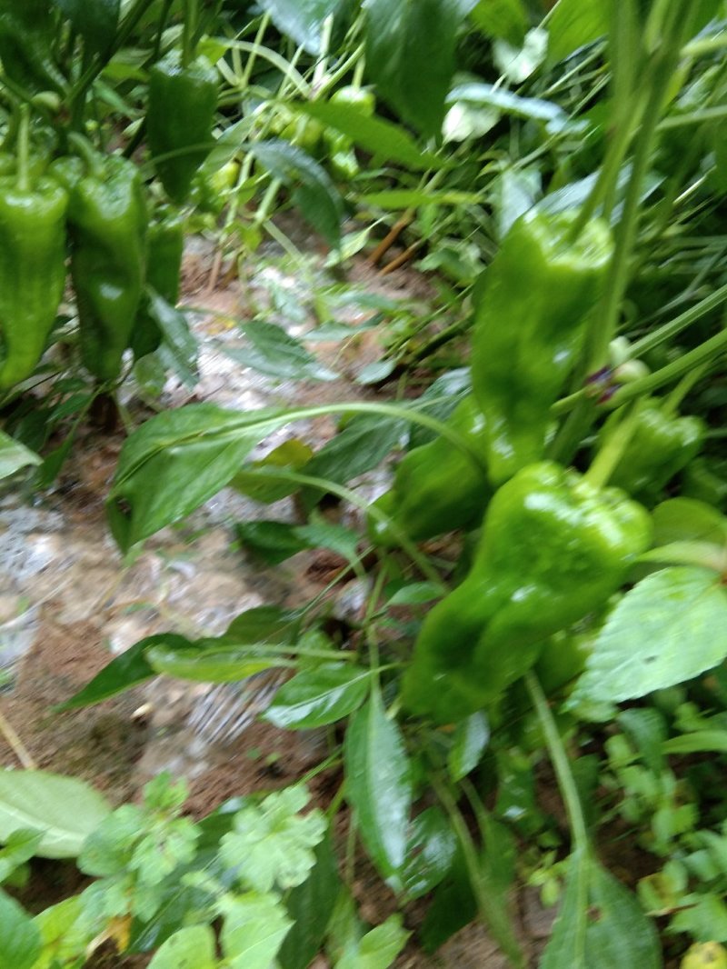 蔬菜