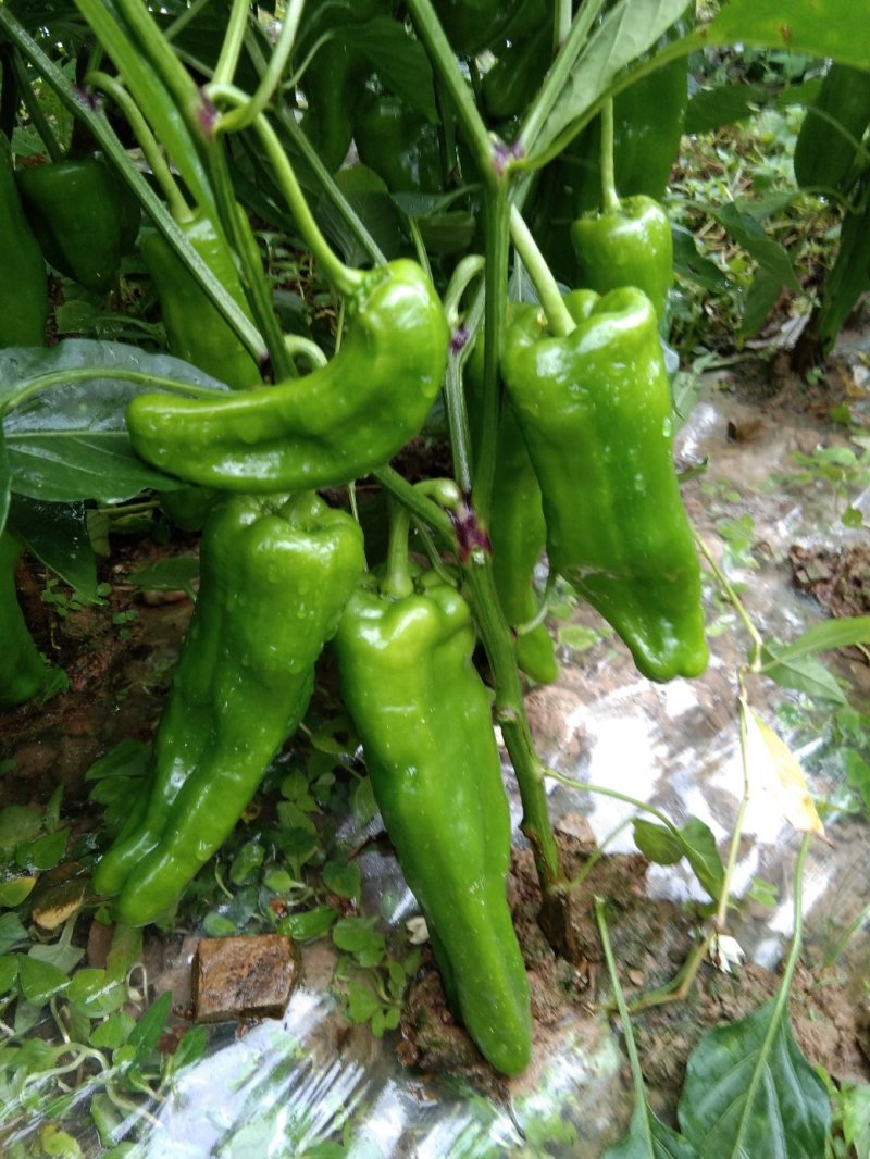 蔬菜