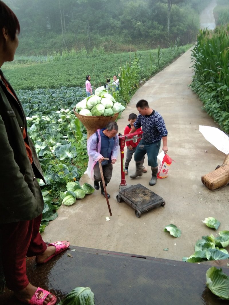 蔬菜