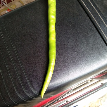 蔬菜