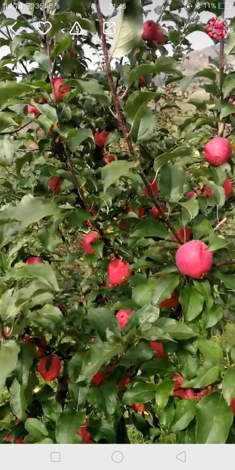 移栽纯正鸡心果，牛奶果树苗.123苗