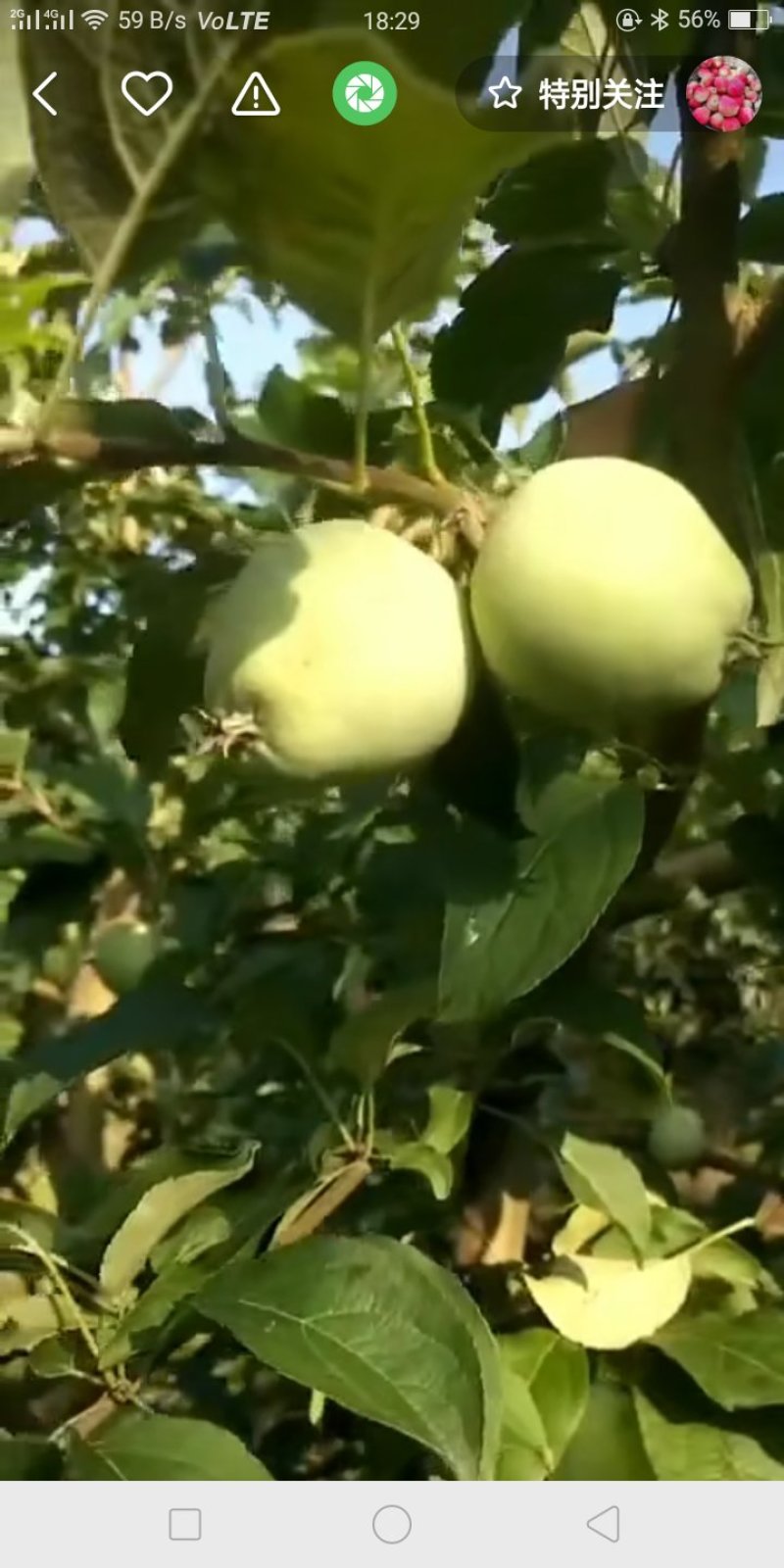 移栽纯正鸡心果，牛奶果树苗.123苗