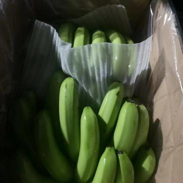 越南西贡香蕉，保质保量，正规手续报关，定金定货，河口接货