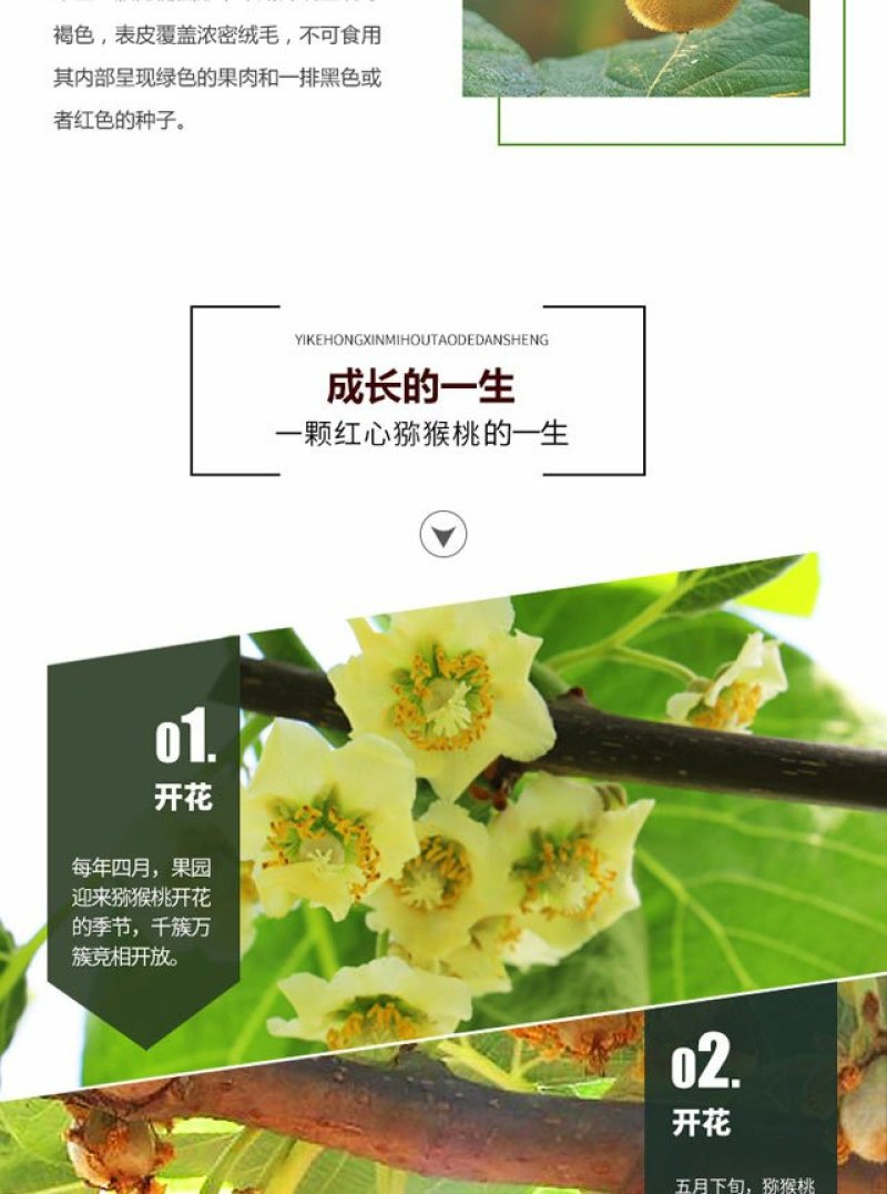 贵州兴仁红心猕猴桃预购开始啦5斤包装起售