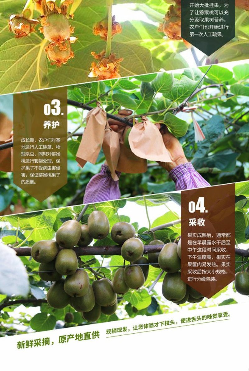 贵州兴仁红心猕猴桃预购开始啦5斤包装起售