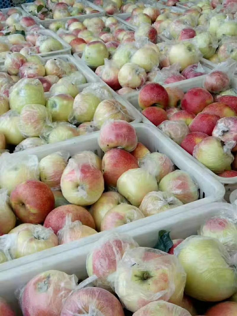 美八苹果，冰糖心红露，鲁丽，产地大量上市，口感脆甜多汁