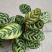 产地直销批发精品观叶孔雀竹芋