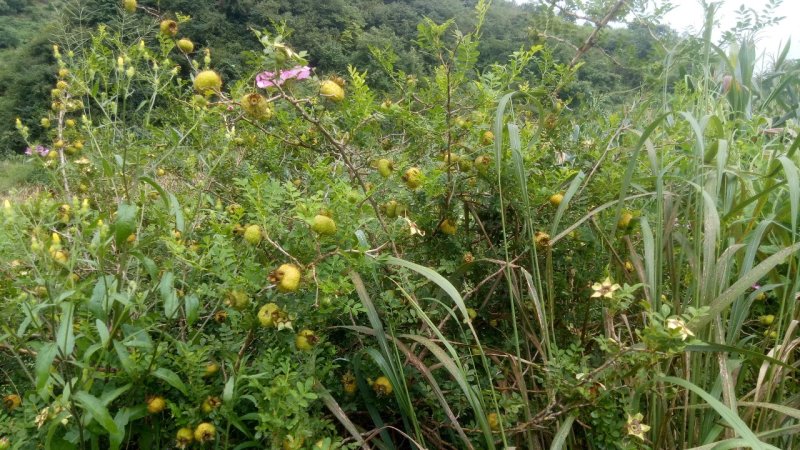 刺梨鲜果