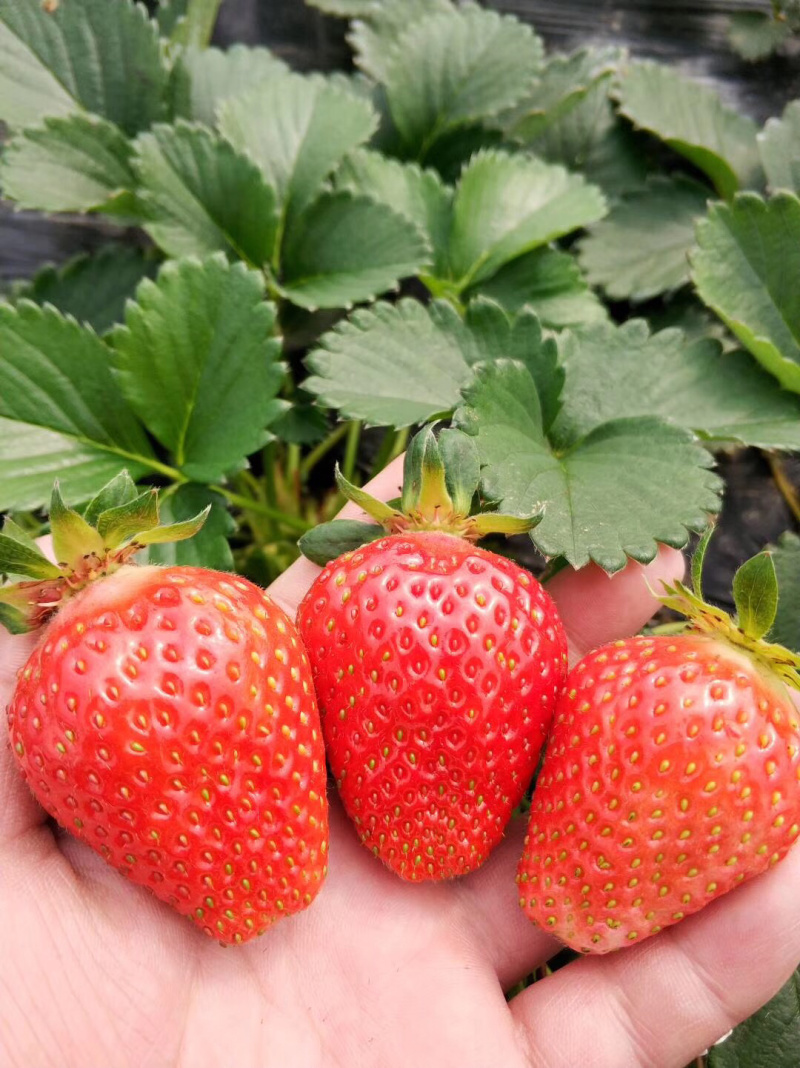 【火爆上市】甜查理草莓苗自繁自育脱毒苗品种纯正