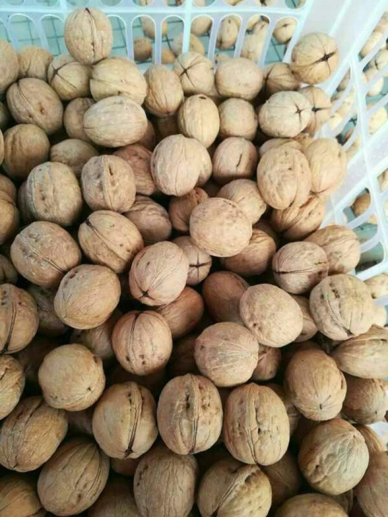 核桃薄皮干核桃核桃规格品种齐全高质量产地直销