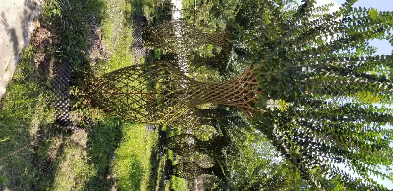紫薇花瓶价格紫薇花瓶基地紫薇花瓶生产基地