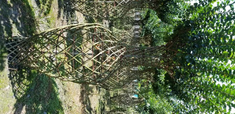 紫薇花瓶价格紫薇花瓶基地紫薇花瓶生产基地