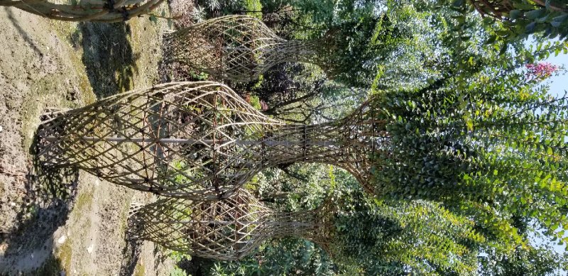 紫薇花瓶价格紫薇花瓶基地紫薇花瓶生产基地