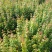 三角枫小苗2年三角枫小苗
