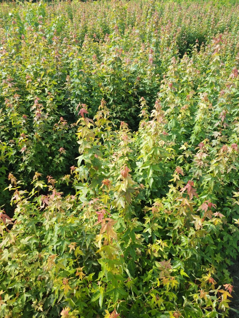 三角枫小苗2年三角枫小苗