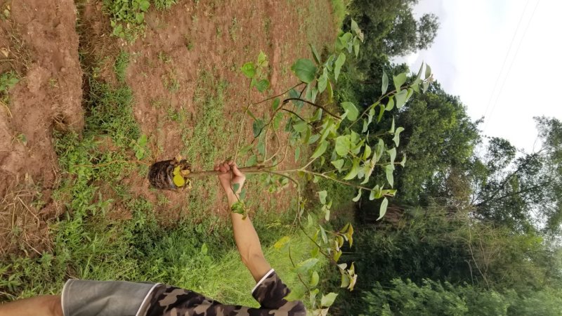 三角梅紫色九重葛2米三角梅1米大三角梅基地