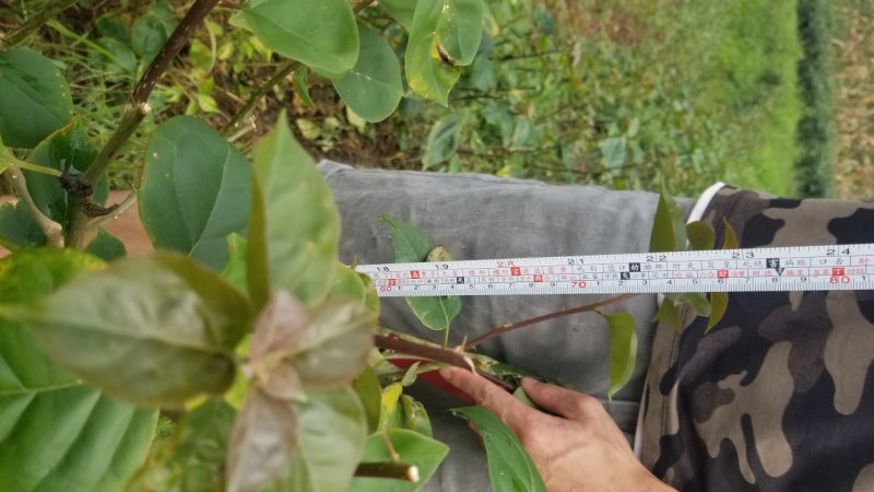 三角梅紫色九重葛2米三角梅1米大三角梅基地