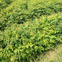 栾树小苗，栾树3公分，栾树5/-8公分先国园林栾树小苗