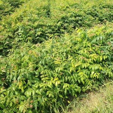 栾树小苗，栾树3公分，栾树5/-8公分先国园林栾树小苗