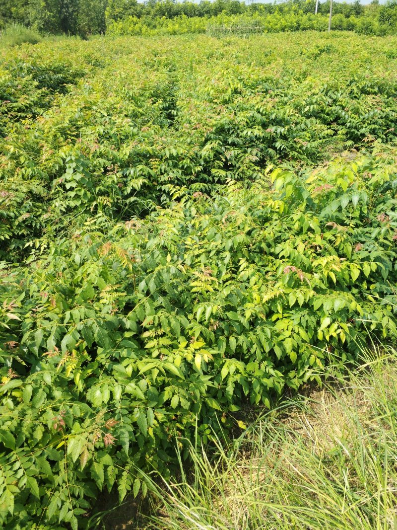 栾树小苗，栾树3公分，栾树5/-8公分先国园林栾树小苗