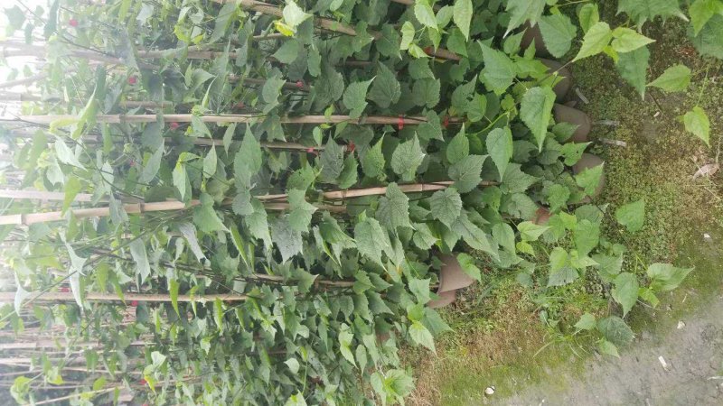 灯笼花2米高吊钟花蔓性风铃基地灯笼花3米