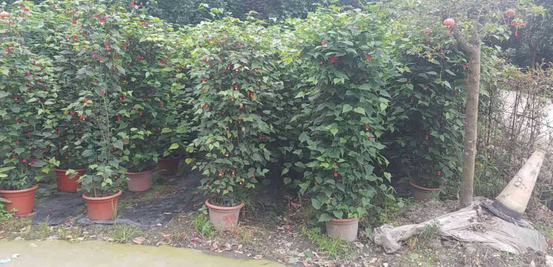 灯笼花2米高吊钟花蔓性风铃基地灯笼花3米