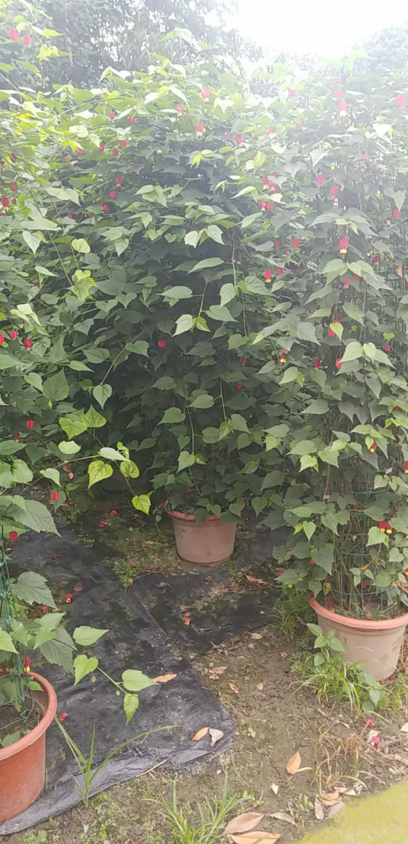 灯笼花2米高吊钟花蔓性风铃基地灯笼花3米