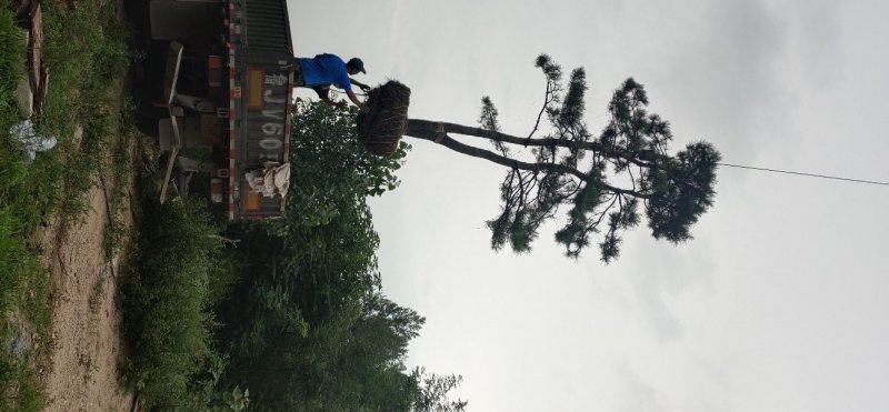 造型油松