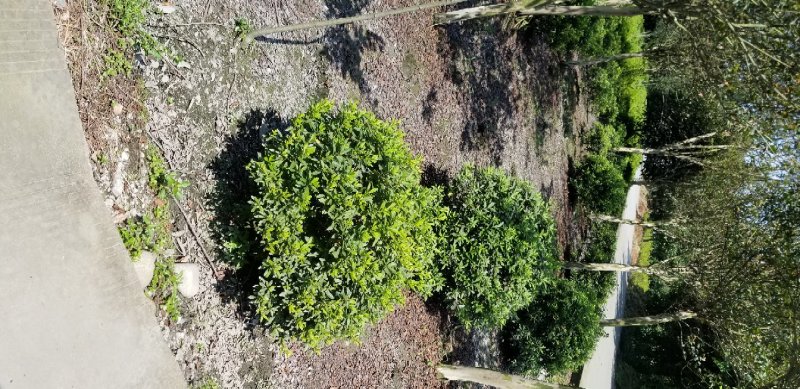 杜鹃球春鹃球80公分夏鹃球1米杜鹃球基地