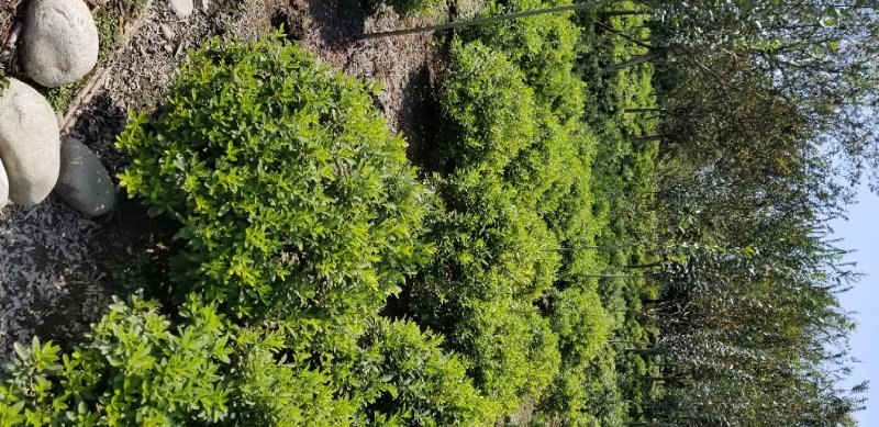 杜鹃球春鹃球80公分夏鹃球1米杜鹃球基地