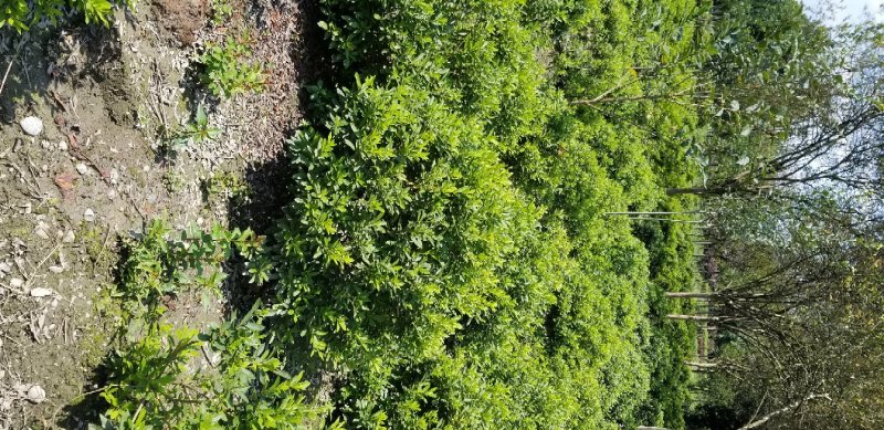 杜鹃球春鹃球80公分夏鹃球1米杜鹃球基地